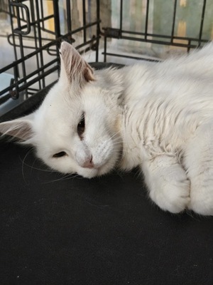 Adopter ECUME