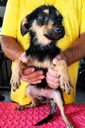 Adopter california