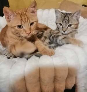 Adopter Banania et Buffy