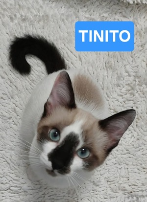 Adopter Tinito Duo Fernandito
