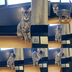 Adopter Mini Pantera