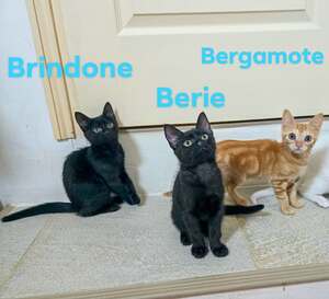 Adopter BRINDONE BERIE et BERGAMOTE