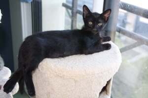Adopter Benco
