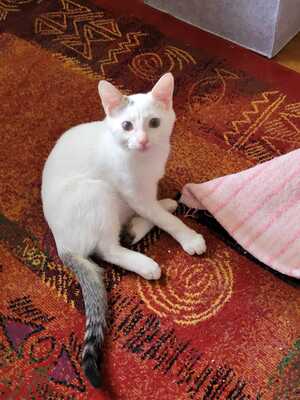 Adopter BIRDIE 