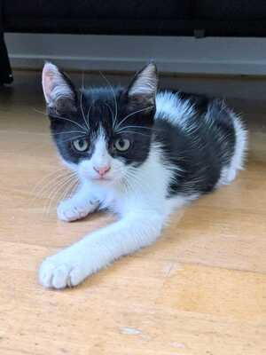 Adopter Nout Nout