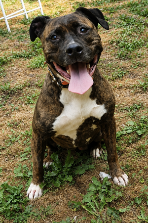 Adopter Nikita