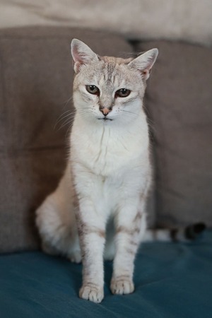 Adopter Alpine