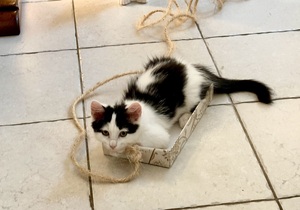 Adopter Cookie