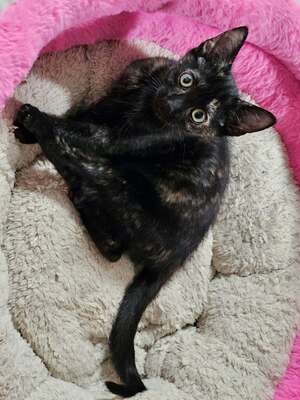 Adopter Spinelle
