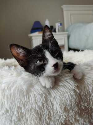Adopter Bécassine
