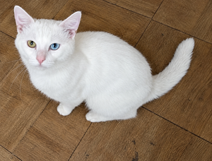 Adopter Nuage 