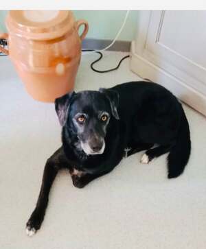 Adopter Milo
