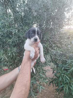 Adopter Iris