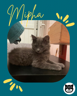 Adopter Mipha