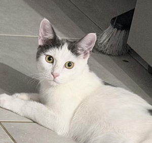 Adopter Celeste