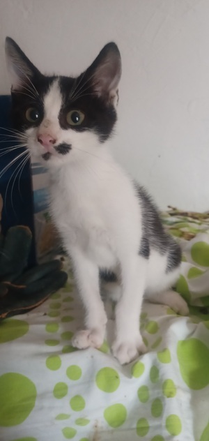 Adopter Bambou