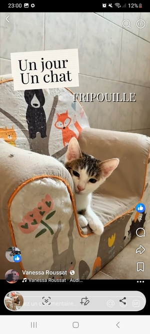 Adopter Fripouille 