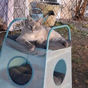 Adopter BIBOU