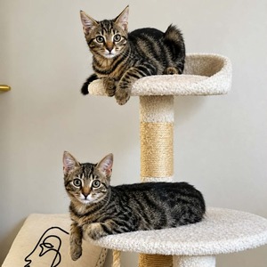 Adopter Gribouille et Pepito Jr
