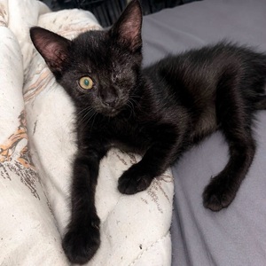 Adopter CREVETTE