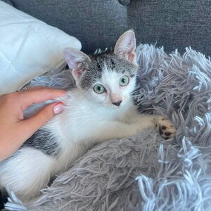 Adopter BONNIE