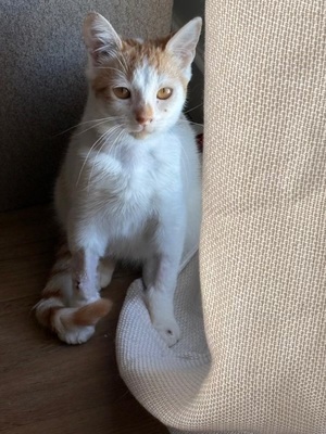 Adopter Baya
