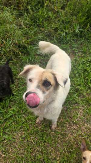 Adopter Voss