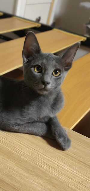 Adopter Tirsa
