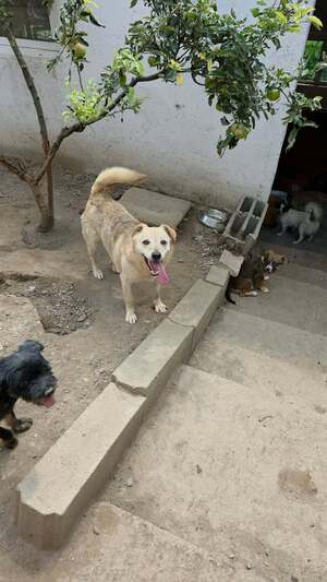 Adopter Cream