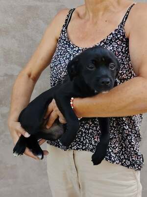 Adopter Brownie