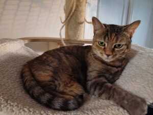 Adopter Duchesse 
