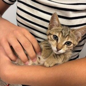 Adopter VICTORIA