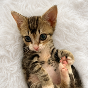 Adopter BOULETTE
