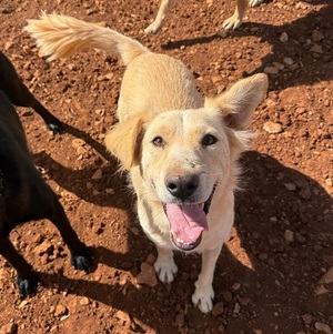 Adopter Léo