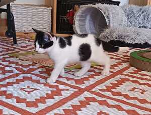 Adopter Jupiter