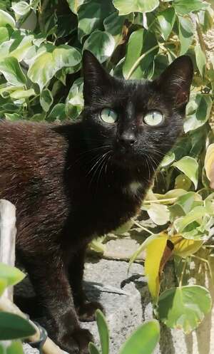 Adopter Bagherra
