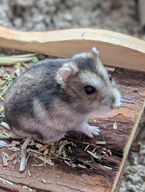Adopter Lixy