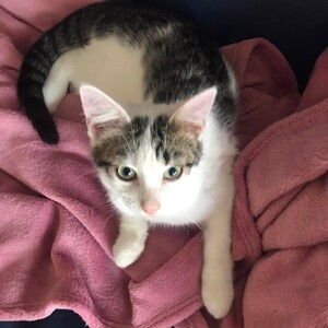 Adopter HUGGY