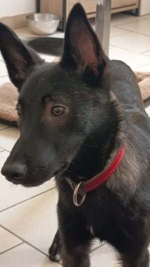 Adopter Akira