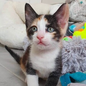 Adopter Maelia