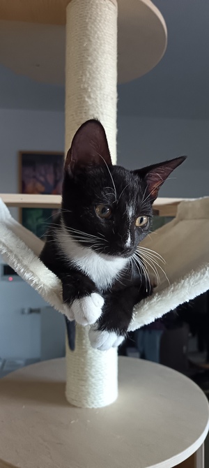 Adopter Bulle