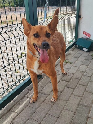 Adopter Snoopy 