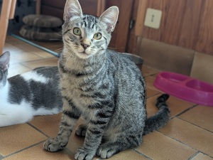 Adopter BAMBI