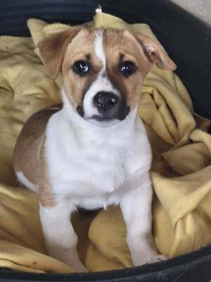 Adopter VANILLA