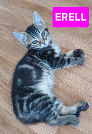 Adopter Erell 