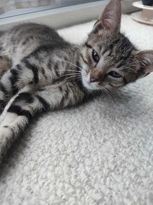 Adopter Bali