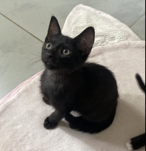Adopter OSLO