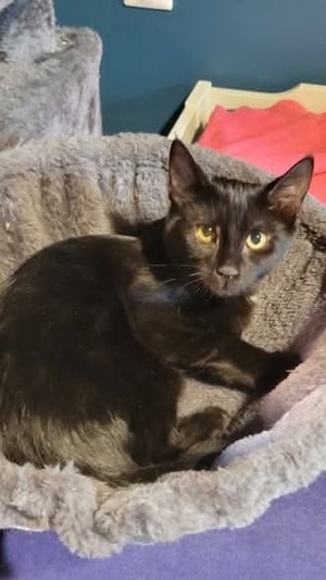 Adopter Lexa