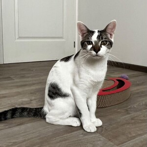 Adopter Bambou