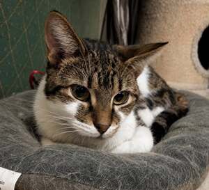 Adopter Cooper